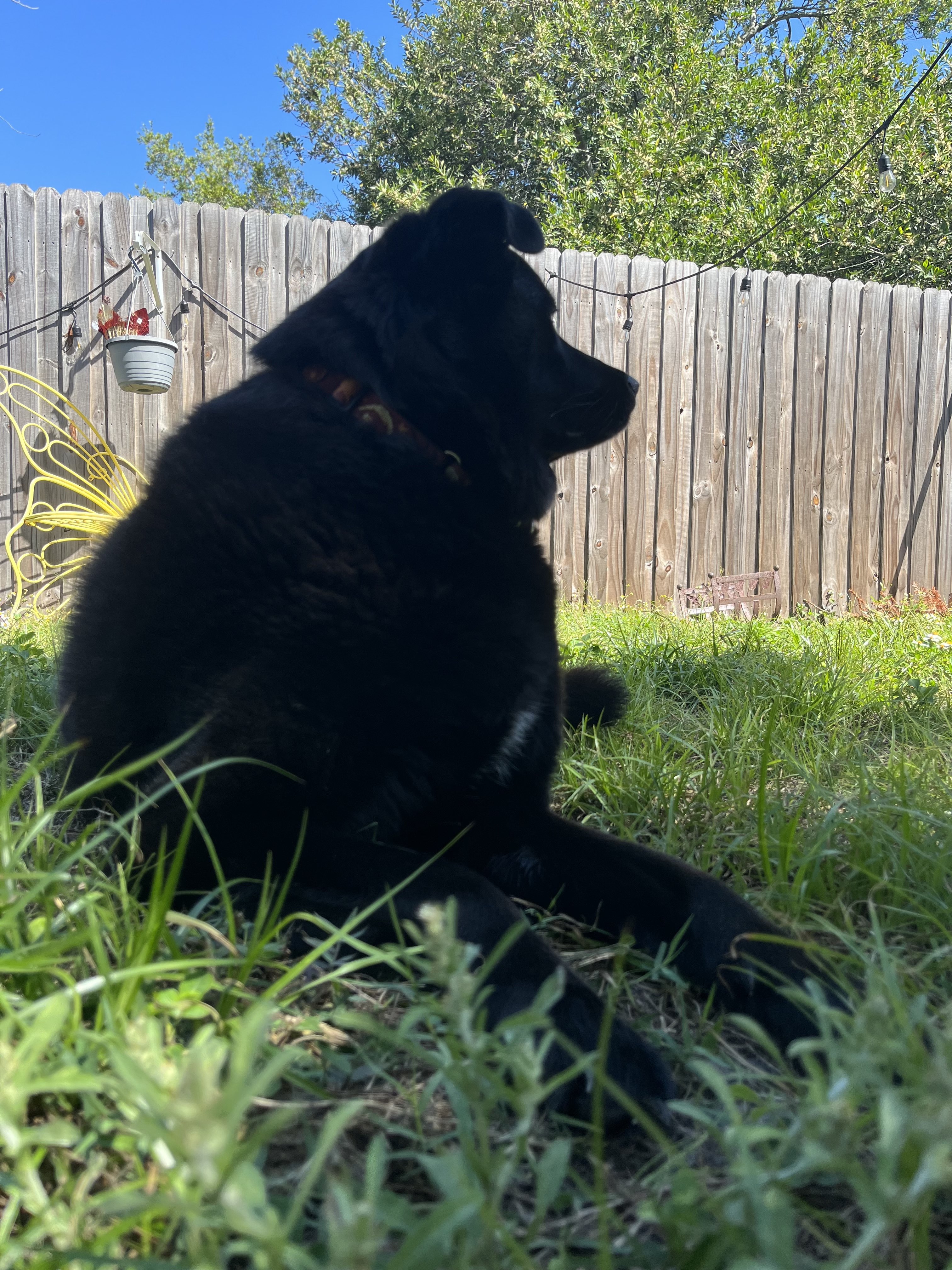 Picture of black dog in grass